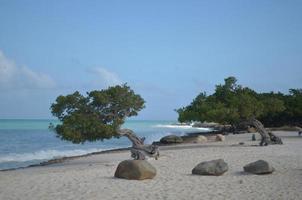 paire d'arbres divi divi sur eagle beach photo