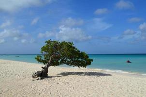 arbre panoramique de divi divi sur la plage d'aigle à aruba photo