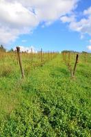 des vignobles qui semblent s'éterniser photo