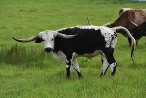 troupeau de vaches longhorn dans un pâturage d'herbe photo