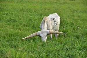 vache longhorn blanche broutant dans un champ d'herbe photo