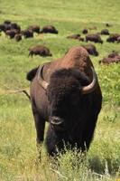 troupeau de bisons américains dans un grand champ photo