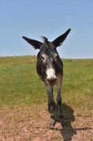 regardant directement dans le visage d'un burro de couleur sombre photo