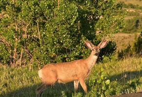 jeune mâle très doux à la lisière de la forêt photo