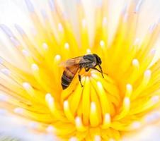 fleur de lotus avec des abeilles jumelles photo