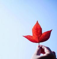 dame tenant une feuille d'érable rouge colorée avec un fond de ciel bleu clair clair - les gens se détendent avec le concept de la nature photo