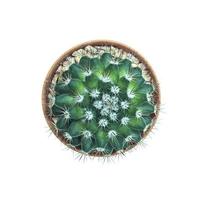 Vue de dessus du petit pot de cactus isolé sur blanc photo