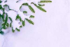 forêt d'hiver gelée avec des arbres couverts de neige. photo