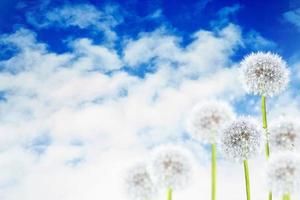 fleur de pissenlit moelleuse sur fond de paysage d'été. photo