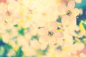 pomme de branche en fleurs. photo