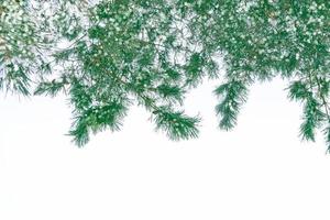 forêt d'hiver gelée avec des arbres couverts de neige. photo