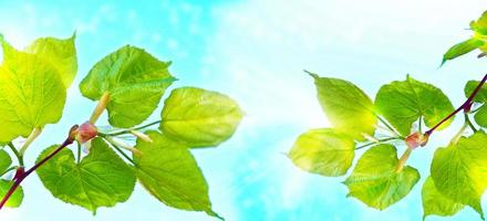 fond naturel. jeunes feuilles vertes. photo