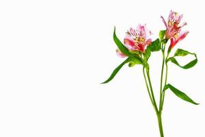 fleurs d'alstroemeria lumineuses isolées sur fond blanc. photo