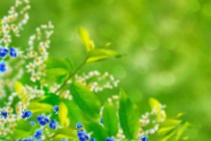 fleurs sauvages me-nots sur le fond du paysage d'été. photo