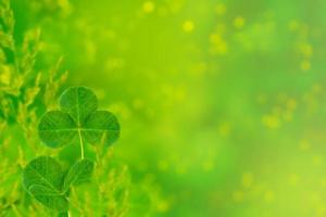 feuilles de trèfle vert sur un paysage d'été de fond. le jour de la saint patrick photo