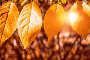 paysage d'automne avec un feuillage coloré et lumineux. été indien. photo