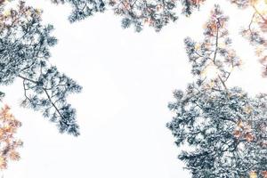 sapin de noël dans la neige isolé sur fond blanc. carte de voeux. photo