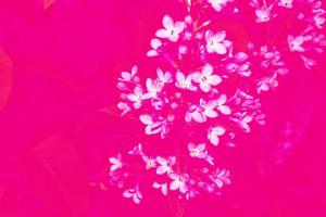 fleurs lilas lumineuses et colorées photo
