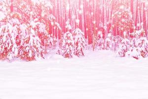 forêt d'hiver gelée avec des arbres couverts de neige. photo