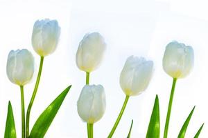 tulipes de fleurs colorées de printemps. collection florale. photo