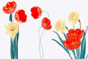 fleurs printanières colorées lumineuses de jonquilles et de tulipes isolées sur fond blanc. photo