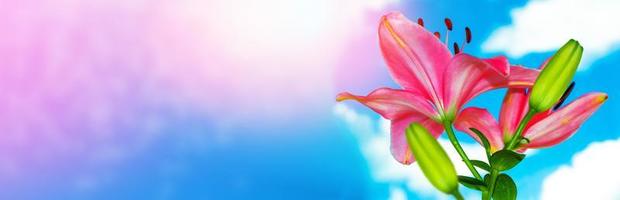 fleurs de lys aux couleurs vives. fond fleuri. photo