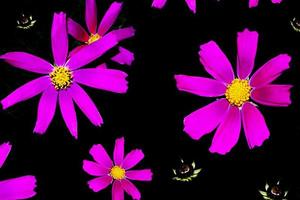 fleurs cosmos colorées lumineuses photo