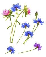 fleurs d'automne colorées d'aster, bleuet photo