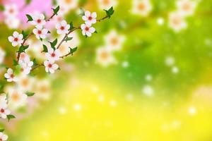 fleurs de printemps aux couleurs vives photo