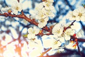 pomme de branche en fleurs. fleurs de printemps aux couleurs vives photo