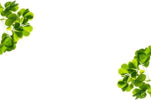 feuilles de trèfle vert isolés sur fond blanc. le jour de la saint patrick photo