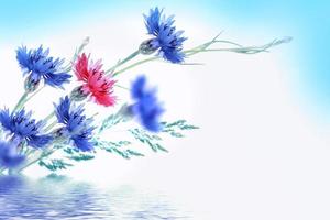 centaurée de fleur de bleuet aux couleurs vives, centaurea. photo