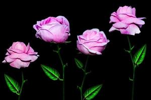 roses de bourgeon de fleur sur un fond noir photo