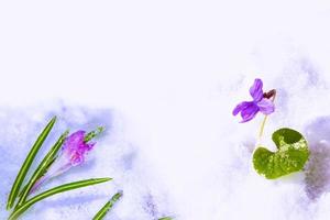 premières fleurs de crocus dans la neige photo