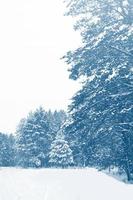 forêt d'hiver gelée avec des arbres couverts de neige. photo