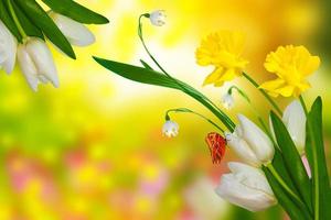 fleurs de printemps jonquilles et tulipes. papillons photo