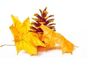 feuilles d'automne aux couleurs vives. feuillage photo