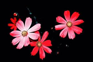 fleurs cosmos colorées lumineuses photo