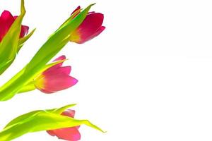 tulipes de fleurs colorées de printemps. la nature photo