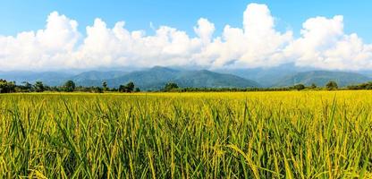 champ de riz vert photo