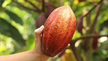 cabosse de cacao jaune orange rouge mûre tenue par une jeune main asiatique dans la ferme. cabosse de cacao ou theobroma cacao l. est un arbre cultivé dans les plantations et l'ingrédient de base de la fabrication du chocolat. cacao frais. photo