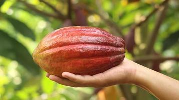 cabosse de cacao jaune orange rouge mûre tenue par une jeune main asiatique dans la ferme. cabosse de cacao ou theobroma cacao l. est un arbre cultivé dans les plantations et l'ingrédient de base de la fabrication du chocolat. cacao frais. photo