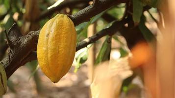 les cabosses de cacao jaunes sont mûres sur l'arbre et prêtes à être récoltées. théobroma cacao l. au champ ou à la ferme. cabosses de cacao. photo