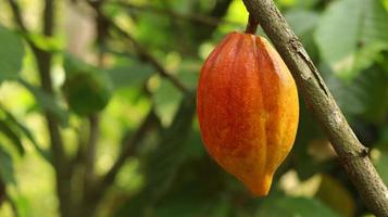 les cabosses de cacao jaunes sont mûres sur l'arbre et prêtes à être récoltées. théobroma cacao l. au champ ou à la ferme. cabosses de cacao. photo