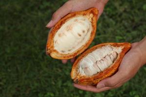 cabosses de cacao mûres et tenues à la main. récolte et ouverture des cabosses de cacao. fruits fendus. photo