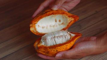 cabosses de cacao mûres et tenues à la main. récolte et ouverture des cabosses de cacao. fruits fendus. photo