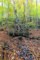 pont en bois dans le parc national de yedigoller, bolu, turquie photo