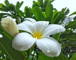 fleurs de plumeria blanches avec des gouttelettes d'eau dans les feuilles vertes après la pluie. donne une sensation de fraîcheur et de relaxation photo