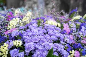 bouquet de fleurs d'asters magenta photo