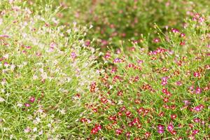 gros plan de petites fleurs de gypsophile photo